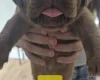 Dogue De Bordeaux