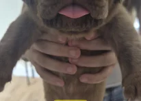 Puppy 1