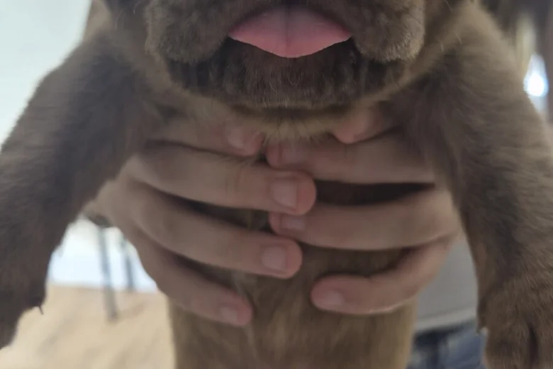 Dogue De Bordeaux