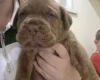 Dogue De Bordeaux