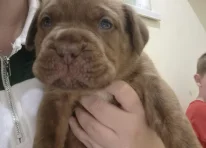 Puppy 2