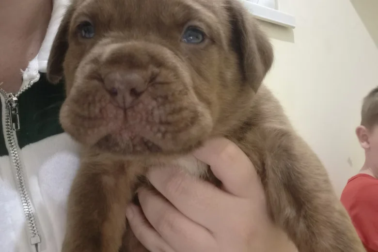 Dogue De Bordeaux