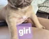 Dogue De Bordeaux