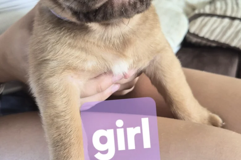 Dogue De Bordeaux