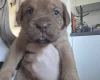 Dogue De Bordeaux