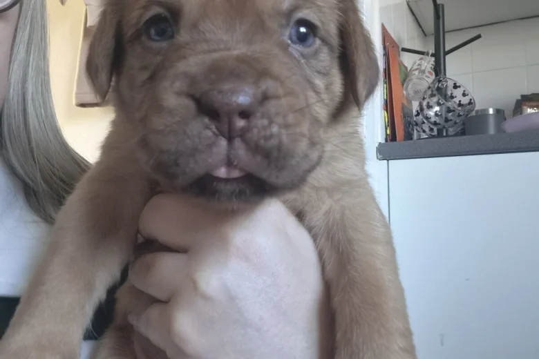 Dogue De Bordeaux