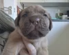 Dogue De Bordeaux