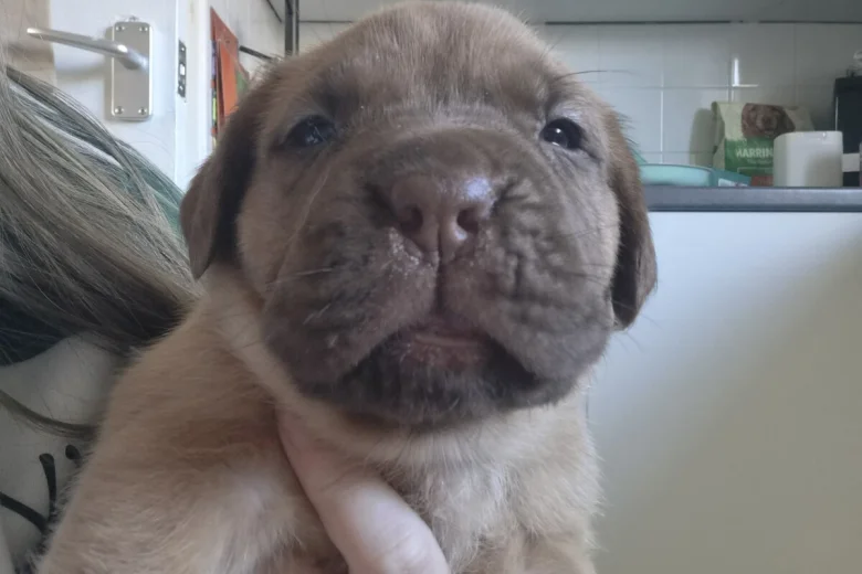Dogue De Bordeaux