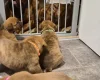 Dogue De Bordeaux