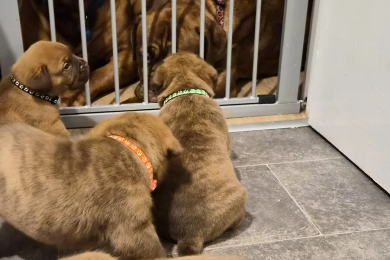 Dogue De Bordeaux