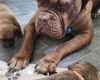 Dogue De Bordeaux