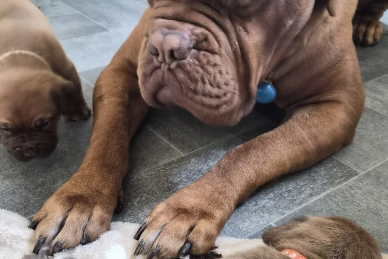Dogue De Bordeaux