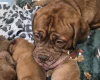 Dogue De Bordeaux