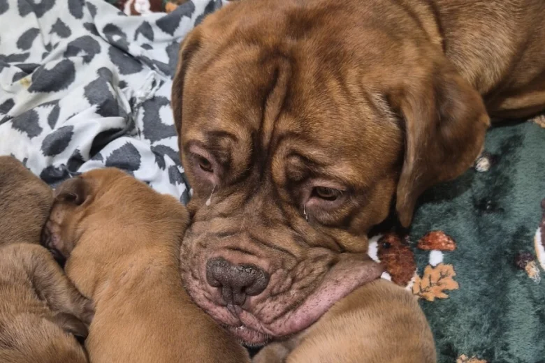 Dogue De Bordeaux