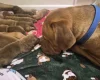 Dogue De Bordeaux