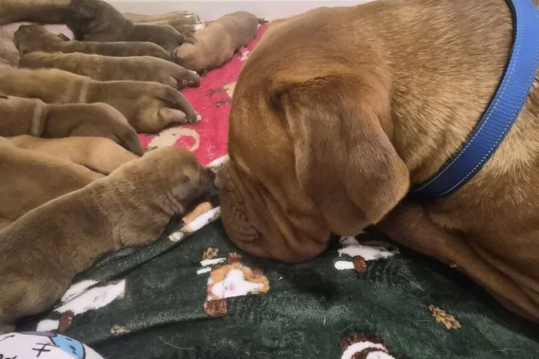 Dogue De Bordeaux