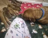 Dogue De Bordeaux