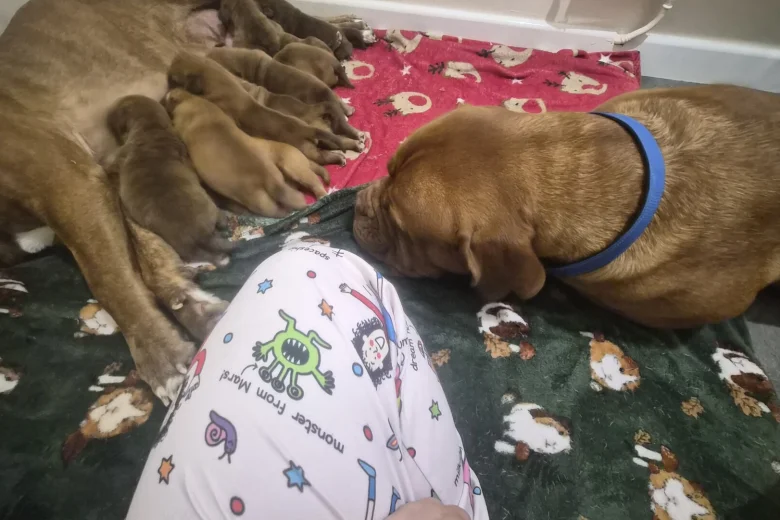 Dogue De Bordeaux