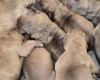 Dogue De Bordeaux