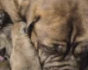 Dogue De Bordeaux