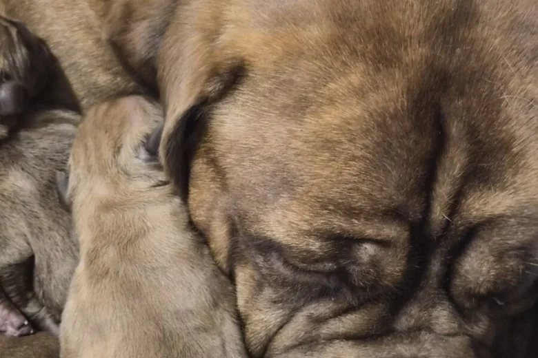 Dogue De Bordeaux