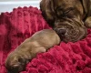 Dogue De Bordeaux