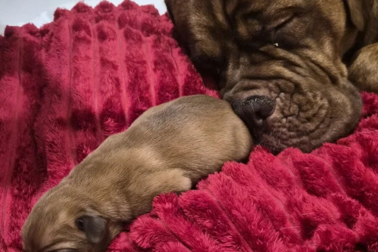 Dogue De Bordeaux