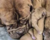 Dogue De Bordeaux