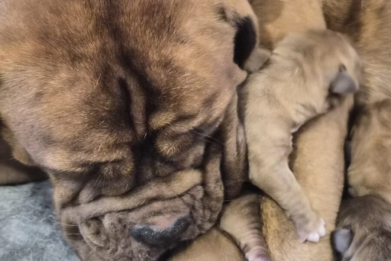 Dogue De Bordeaux