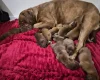 Dogue De Bordeaux