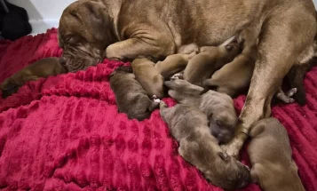Dogue De Bordeaux
