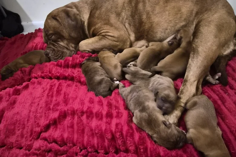 Dogue De Bordeaux