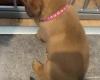 Dogue De Bordeaux