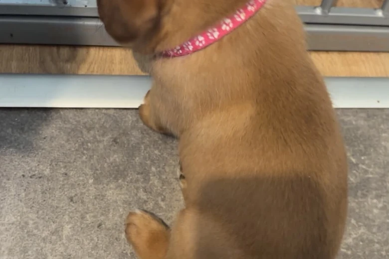 Dogue De Bordeaux