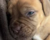Dogue De Bordeaux