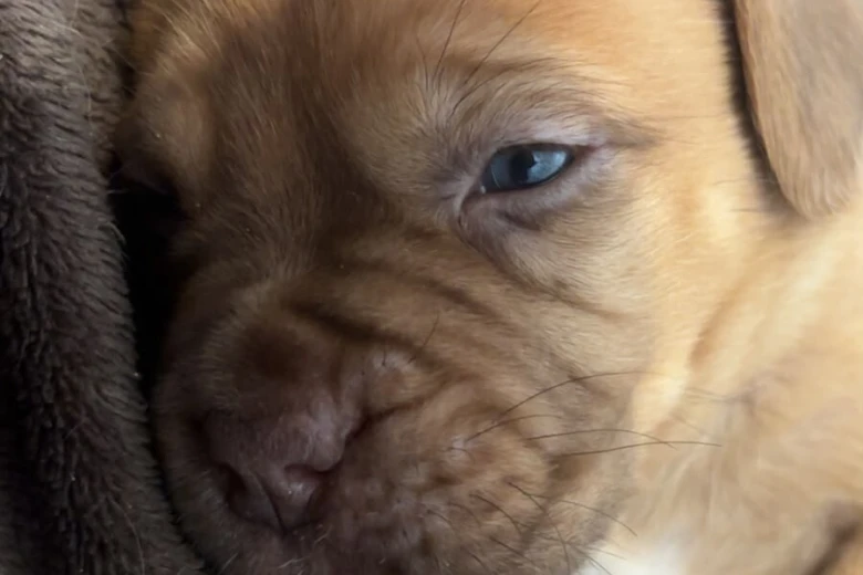 Dogue De Bordeaux