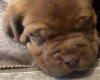 Dogue De Bordeaux