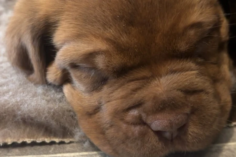 Dogue De Bordeaux