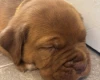 Dogue De Bordeaux