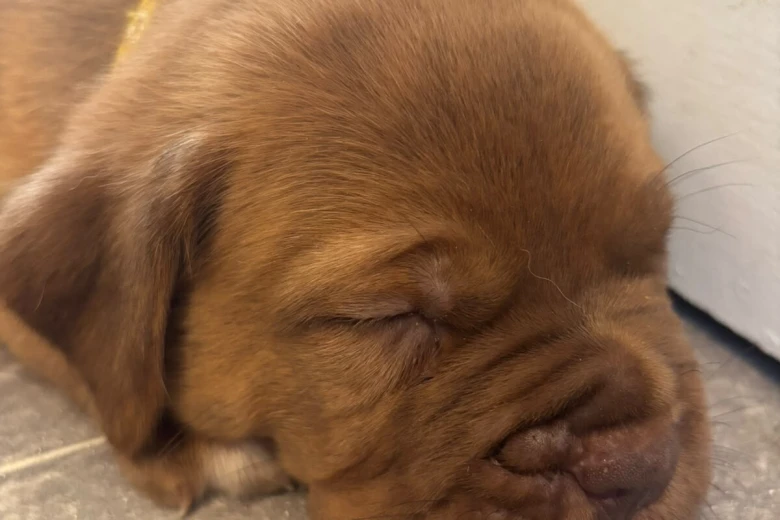Dogue De Bordeaux