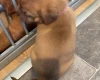 Dogue De Bordeaux