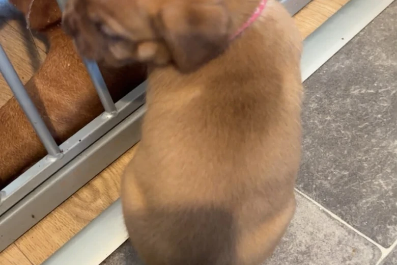 Dogue De Bordeaux