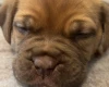 Dogue De Bordeaux