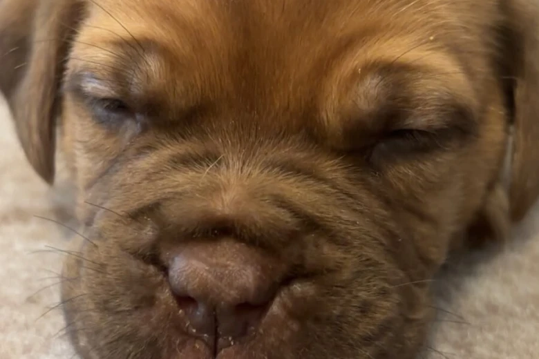 Dogue De Bordeaux