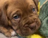 Dogue De Bordeaux