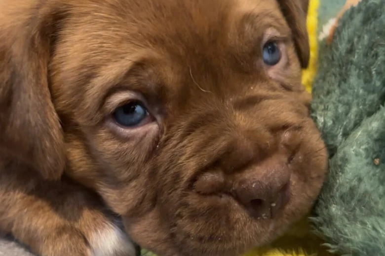 Dogue De Bordeaux