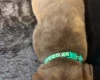 Dogue De Bordeaux
