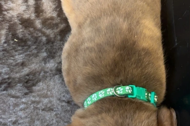Dogue De Bordeaux