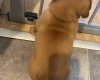 Dogue De Bordeaux
