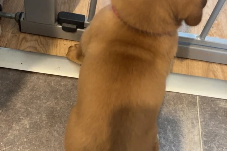 Dogue De Bordeaux